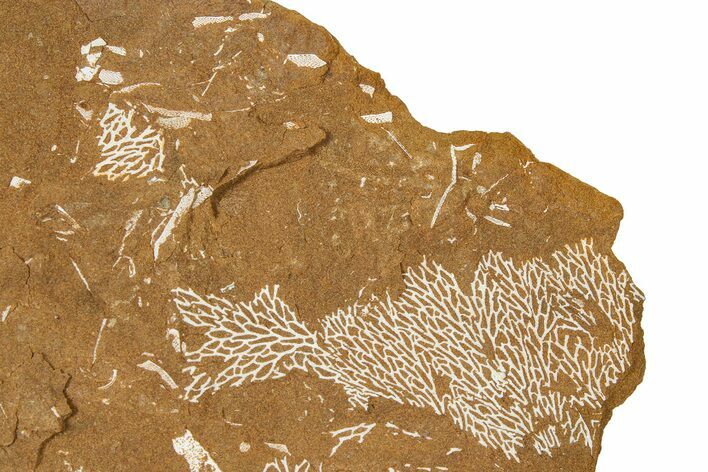 Ordovician Kukersite Oil Shale with Bryozoan Fossils - Russia #368955
